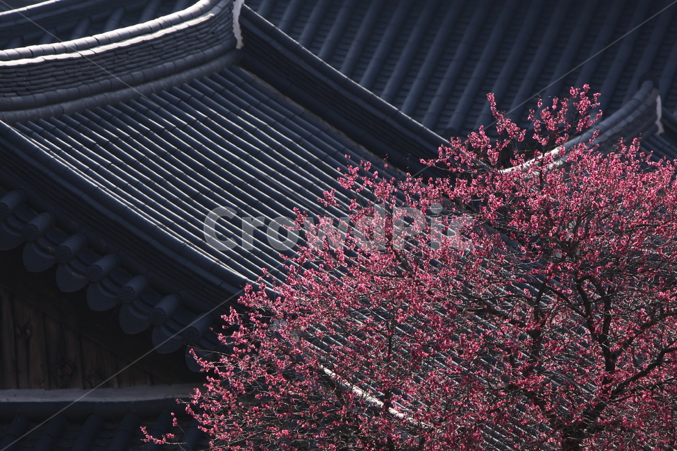 전남,구례,화엄사,흑매,매화꽃,사찰,각황전,4월,꽃,빛,봄,계절,spring,season,한국전통,한국문화,korean traditional,korean culture,종교,신앙,religion,belief,faith,건축물,건물외관,exterior,building,structure,architecture,construction