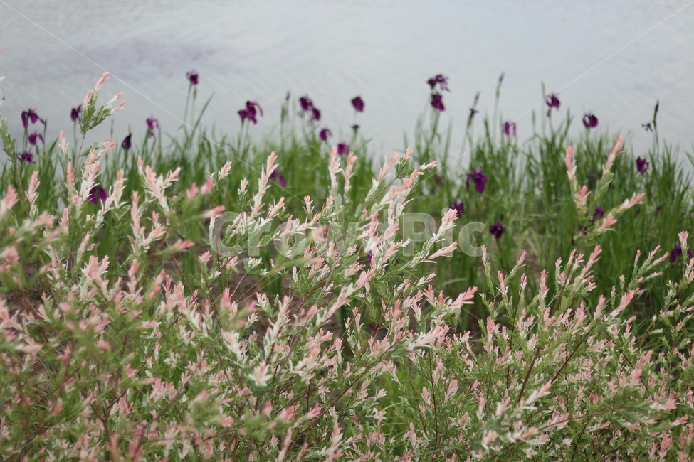 오색버드나무,자연,풍경,핑크,흰색,봄,식물,자연,plants,nature