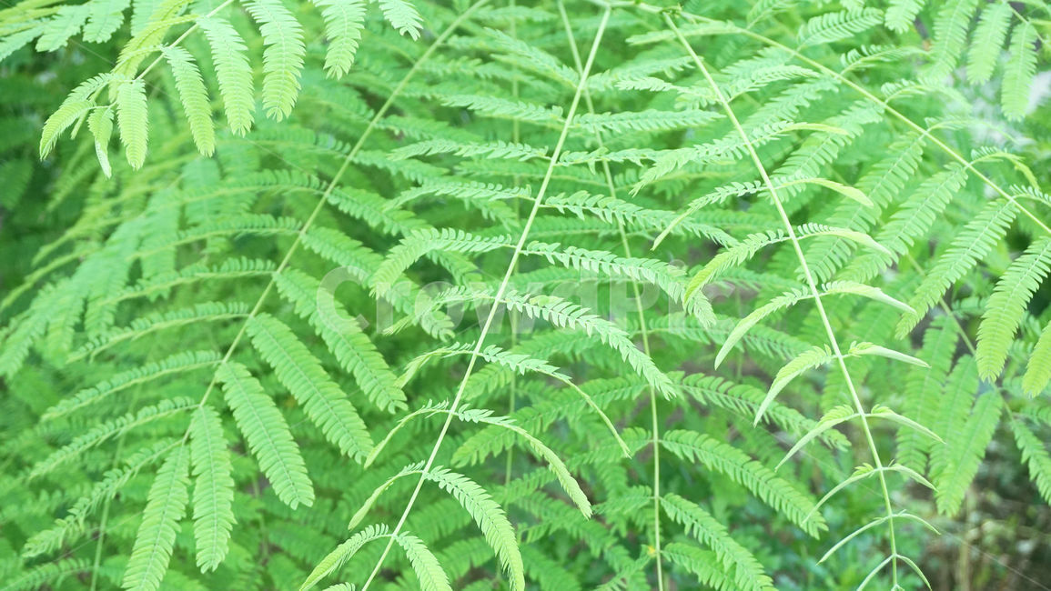 여름,나뭇잎,나무줄기,초록잎,자연,plant,식물,줄기,패턴,배경화면