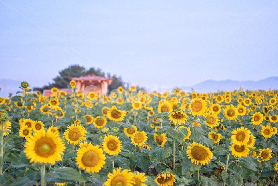해바라기,꽃,yellow,그린,식물,자연,풍경,nature,landscape,식물,plants,꽃,flower,plant,blossom,sunflower