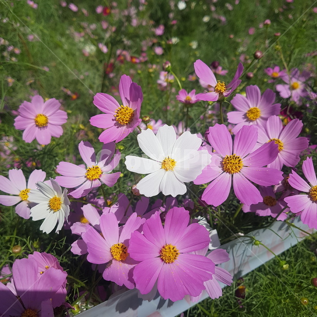 plant,식물,blossom,flower,꽃,코스모스,가을,autumn,보라색,흰색,purple,white,가을풍경,힐링,아름다움,싱그러움,상큼함,쌀쌀함