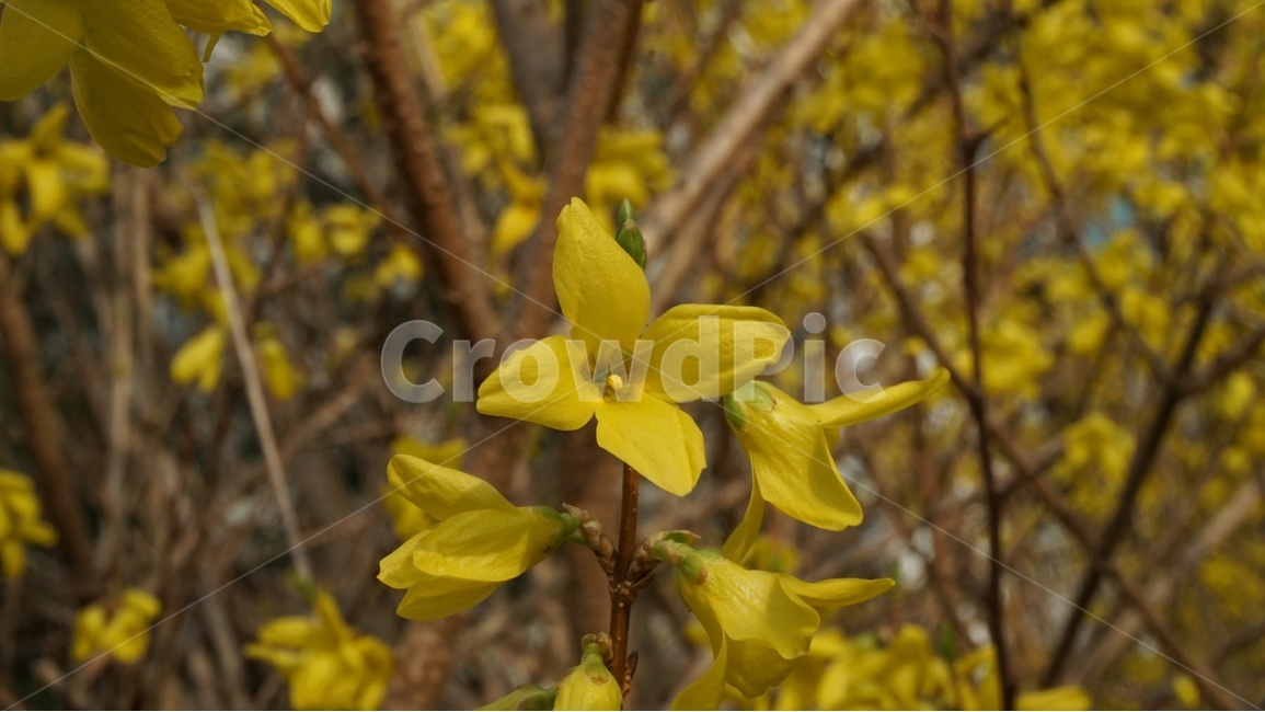 개나리,노란색,봄,꽃,식물,봄꽃,노랑,따스함,yellow,spring,flower,plant,warm,생명,life,만개,개화,봄,계절,spring,season,식물,자연,plants,nature,꽃,flower