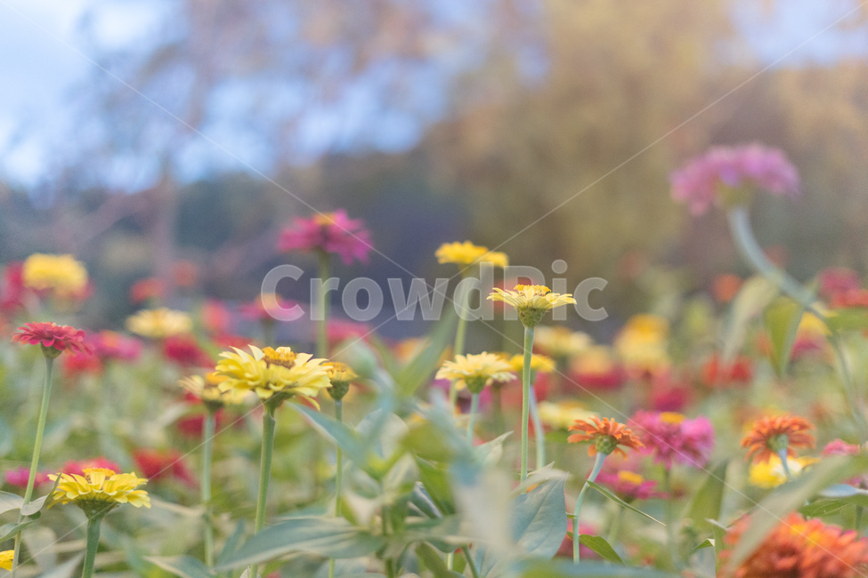 꽃,백일홍,플라워,flower,천일홍