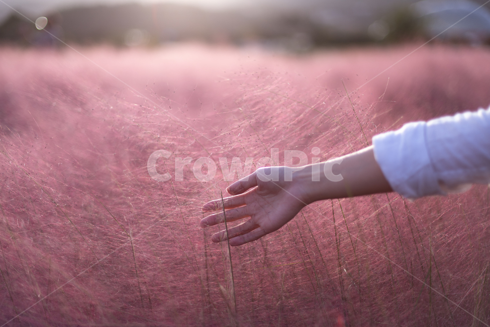 person,사람,human,인간,finger,핑크뮬리,식물,자연,plants,nature,신체일부,몸,body