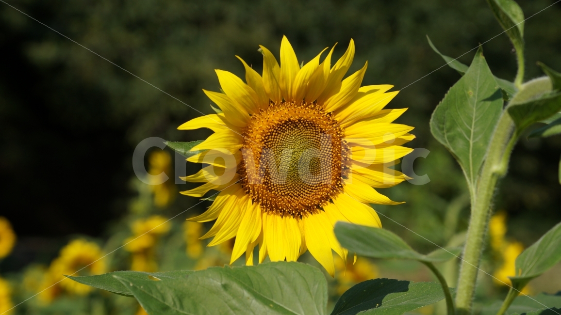 해바라기,해바라기축제,가을,꽃,식물,여름,계절,summer,season,식물,자연,plants,nature,꽃,flower,plant,blossom