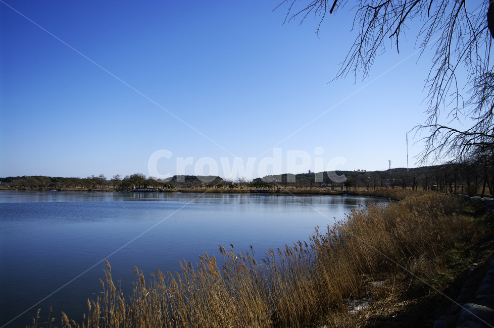 호수,갈대,식물,plant,겨울,하늘,color,겨울,계절,winter,season,자연,풍경,nature,landscape,grass,잔디,water,물,outdoors,옥외