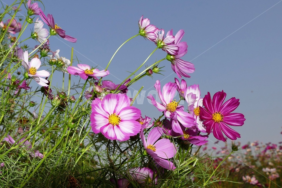 코스모스,꽃,가을,식물,푸른하늘,가을꽃,식물,자연,plants,nature,꽃,flower