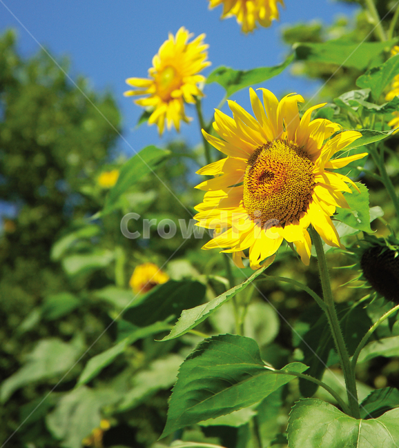 꽃,여름,해바라기,sunflower,자연,식물,자연,plants,nature,꽃,flower