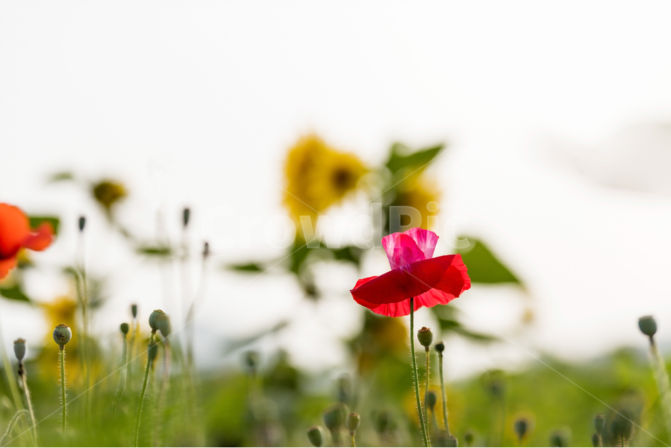 양귀비,해바라기,노란색,빨간꽃,배경,감성,식물,자연,plants,nature,꽃,flower