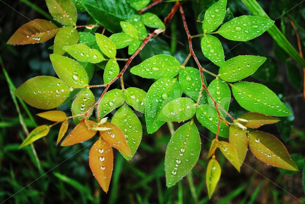 자연,이슬,풀잎,식물,그린,green,nature,dewdrop,plants,leaf,비,rain,비,비오는날,rain,rainy,식물,자연,plants,nature