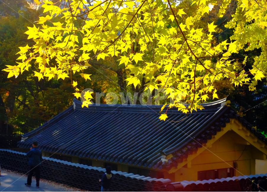 단풍잎,기와집,햇살,가을,단풍,별빛,가을,계절,fall,autumn,season,한국전통,한국문화,korean traditional,korean culture,건축물,건물외관,exterior,building,structure,architecture,construction,plant,식물,leaf,잎,tree,나무