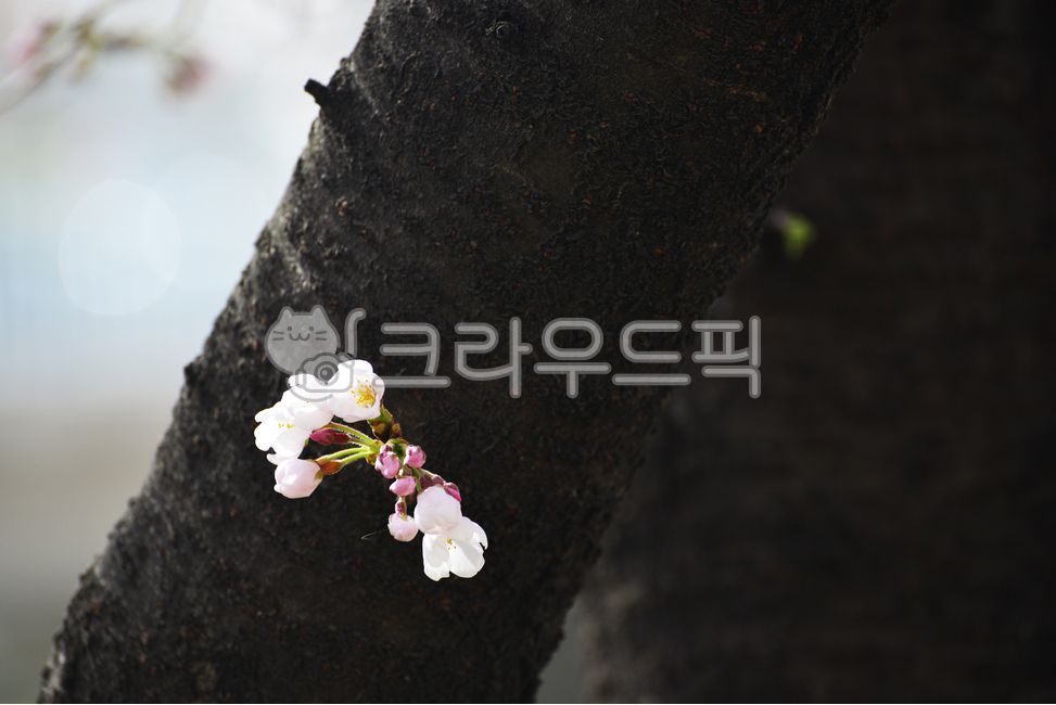 spring flowers,cherry,Cherry Blossom,blossom,plant,tree,flower
