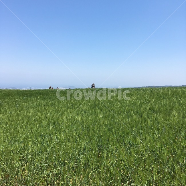 제주도,자연,풍경,메밀꽃,잔디,풀,초원