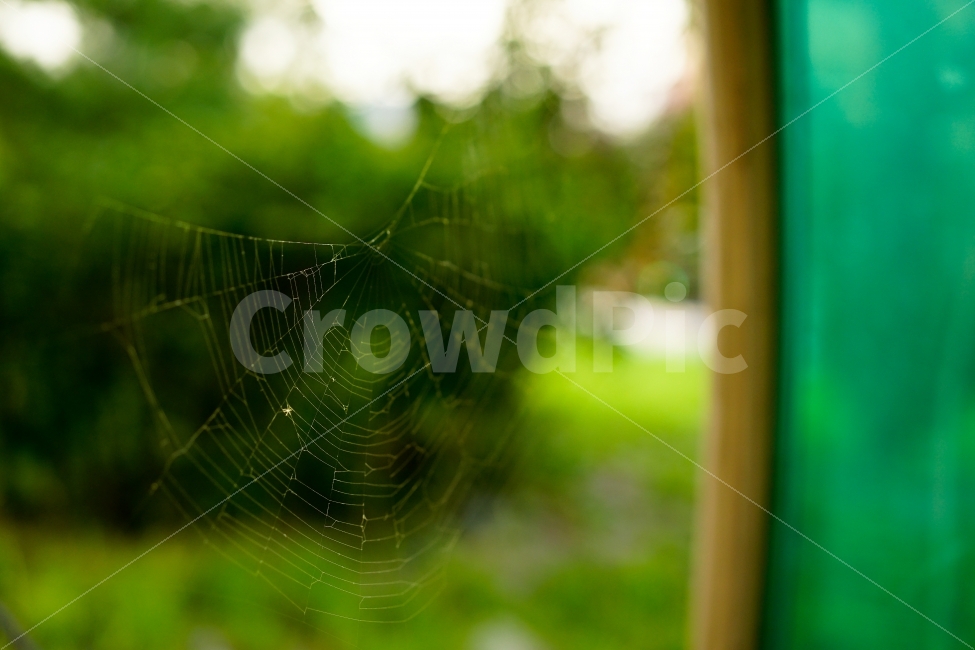 Spider web,green,daily life photos,feeling,Emotional photo,bug,daily,sight,insect,Mystery,Emotion,spider