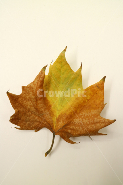 낙엽,가을,나뭇잎,잎,잎사귀,오브젝트,누끼,계절,식물,자연,낙엽잎,fallenleaves,deadleaves,가을낙엽,가을,계절,fall,autumn,season,leaf,plant
