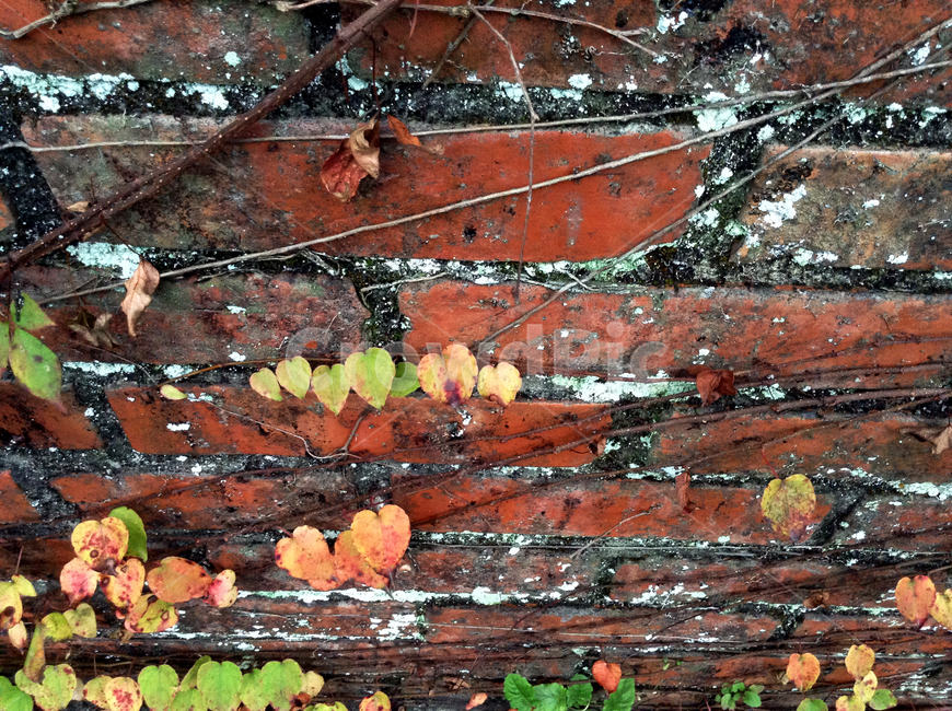 leaf,잎,plant,식물,brick,벽돌,덩쿨식물,하트,붉은벽돌,wall,가을,낙엽,계절