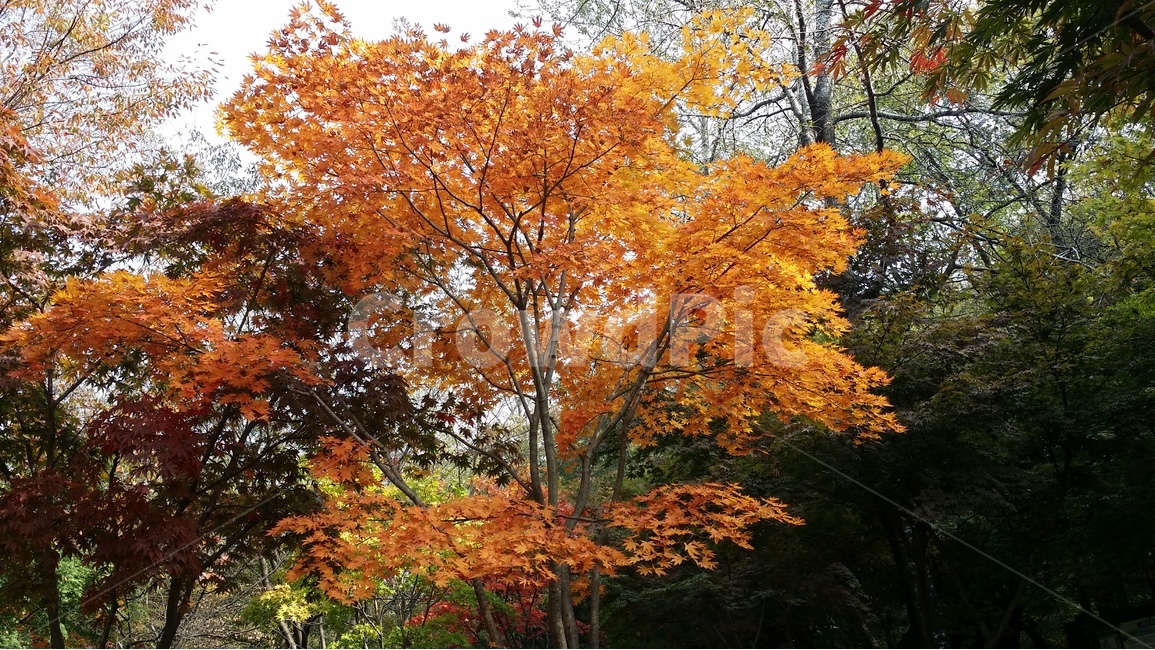 나무,풍경,단풍,가을,산,가을,계절,fall,autumn,season,식물,자연,plants,nature,나무,trees,wood,tree,plant,maple,leaf,잎
