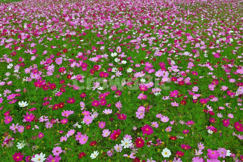 plant,식물,purple,보라색,petal,꽃잎,blossom,flower,꽃,코스모스,코스모스꽃,꽃밭,코스모스꽃밭,가을,계절