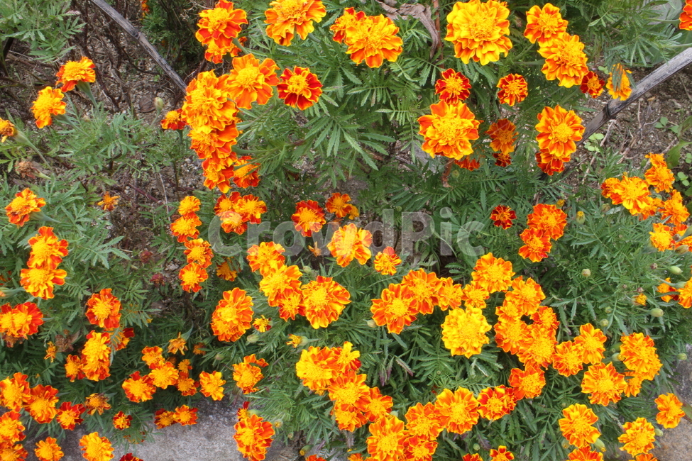 메리골드,꽃,식물,marigold,국화과,만수국,식물,자연,plants,nature,꽃,flower