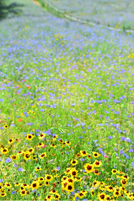 꽃밭,꽃길,전원풍경,시즌,계절,season,flowers,수레국화,금계국,배경,바탕,백그라운드,flowergarden,가느,정원,6월,목가적,풍경,landscape,들꽃,꽃누리,background,힐링,healing