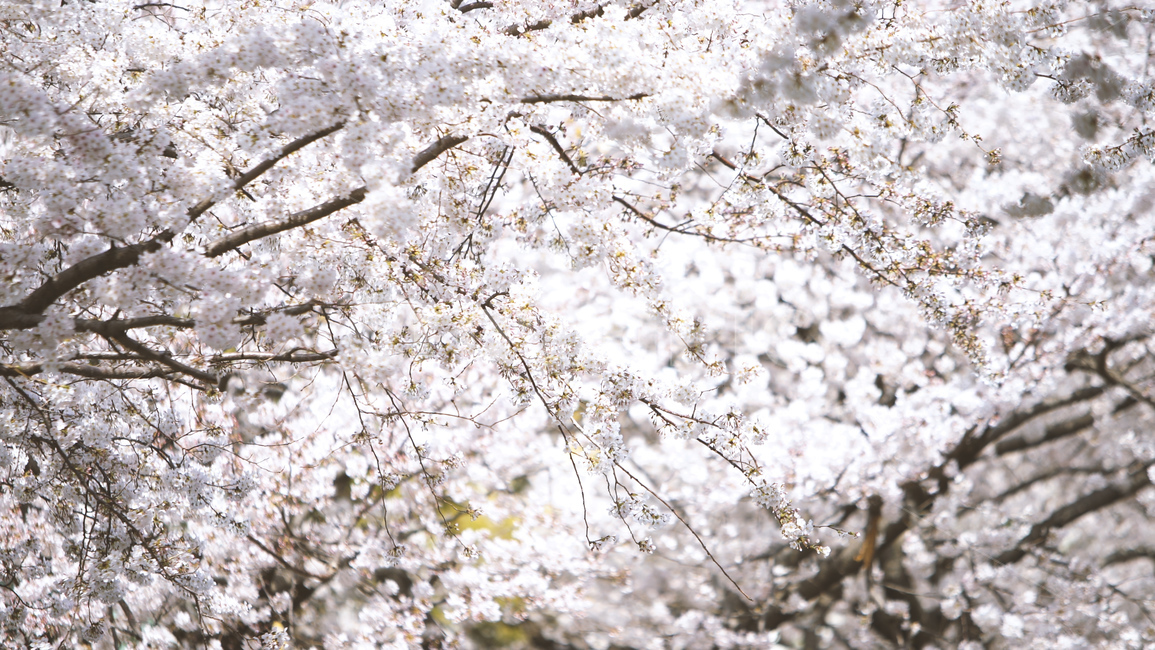 봄,벚꽃,cherryblossom,flowers,벚꽃나무,꽃비,벚꽃비,풍경,봄꽃,계절,spring,season,식물,자연,plants,nature,꽃,flower,나무,trees,wood,감성,sensible,feeling,배경화면,이미지,감성사진,봄,계절,spring,season,자연,풍경,nature,landscape,plant,blossom