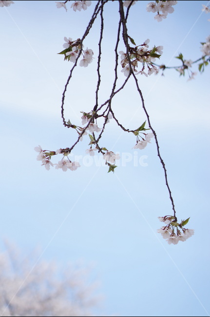 벚꽃,파랑,하늘,구름,풍경,봄,계절,spring,season,식물,자연,plants,nature,꽃,flower,plant,cherry blossom,blossom