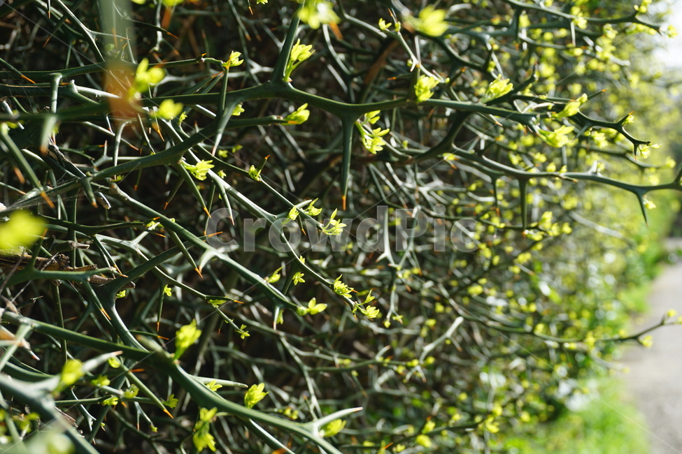 봄,4월,연두색,탱자나무,탱자나무가시,가시,녹색,새순,봄,계절,spring,season,식물,자연,plants,nature,plant