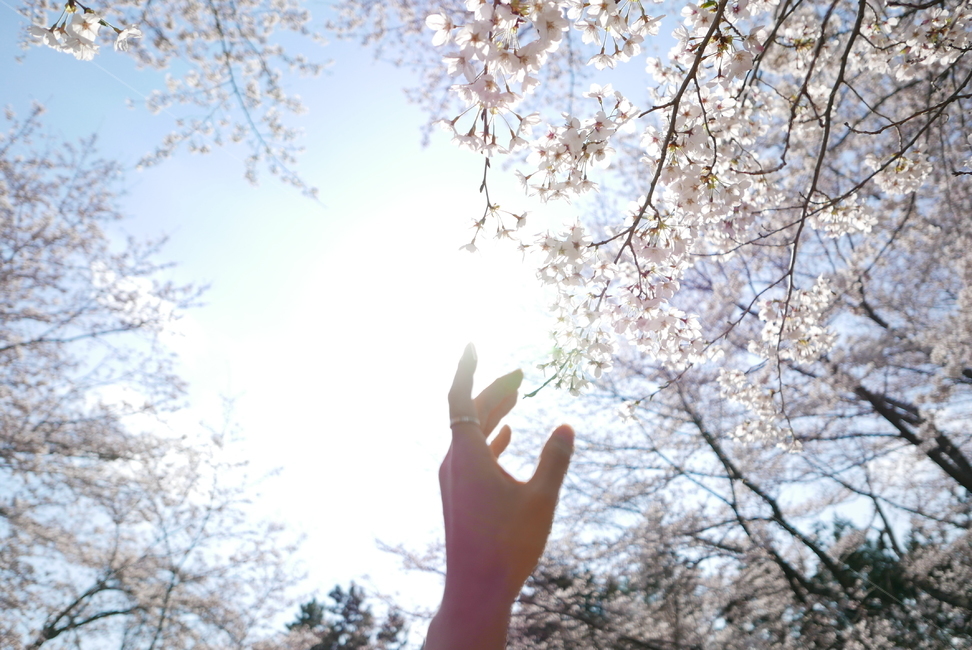 벚꽃,벚나무,손,감성,플레어,하늘,손가락,봄,계절,spring,season,plant,식물