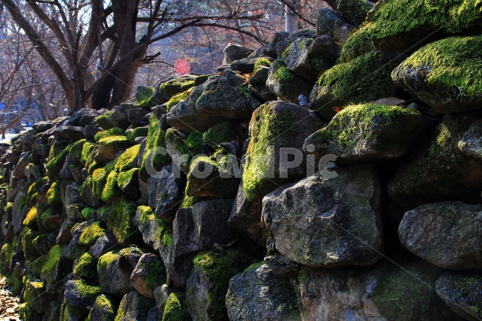 이끼,돌담,가을,시골,아늑함,길,정겨움고향,이미지,자연,풍경,nature,landscape,plant,식물,moss,algae,조류