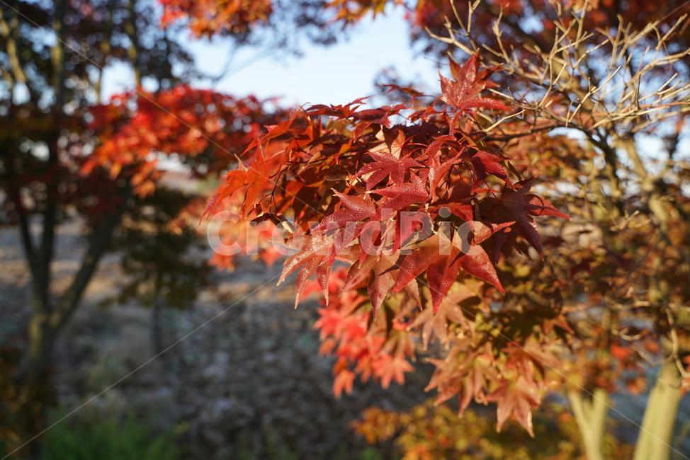 가을단풍,가을,엽록소,mapie,leaf,잎,plant,식물,tree,나무,maple,단풍,가을,계절,fall,autumn,season