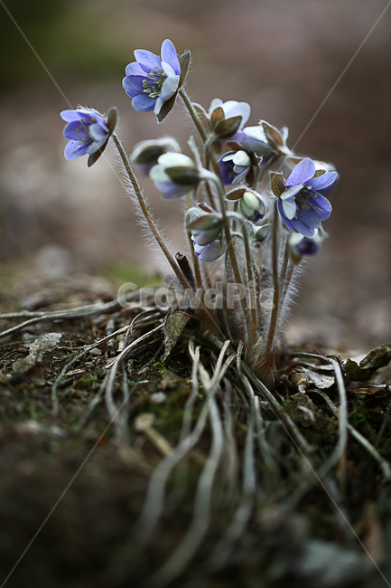 야생화,꽃,식물,청노루귀,앉은부채,식물,자연,plants,nature,꽃,flower