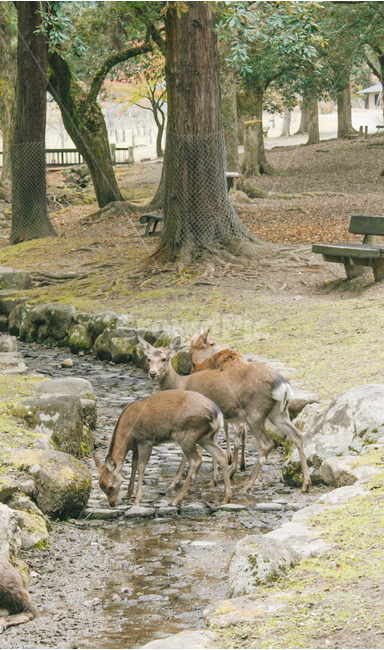 나라공원,사슴공원,동물,사슴,animal,deer,deerpark,동물,animal,포유류,mammal
