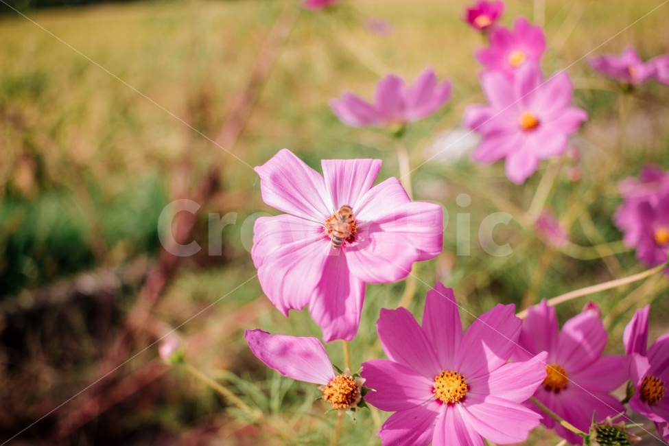 코스모스,가을,꿀벌,꽃,자연,분홍,풍경,korea,flower,bee,가을풍경,가을,계절,fall,autumn,season,식물,자연,plants,nature,꽃,flower,동물,animal,곤충,벌레,insect,bug,감성,sensible,feeling,plant,blossom,geranium,제라늄