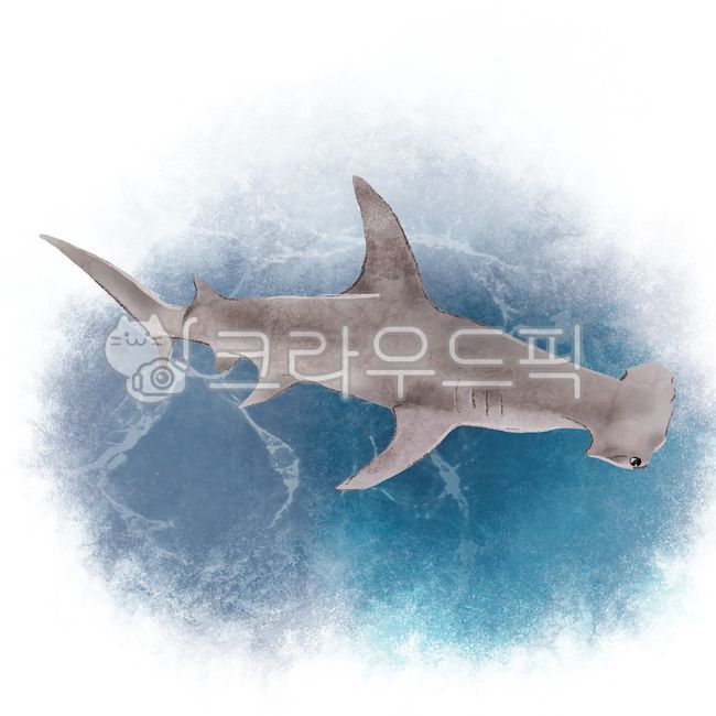 귀상어,상어,shark,물고기,sealife,해양생물,animal,동물,fish