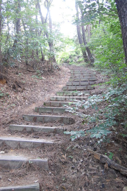 계단,숲,나무,미스테리,여름,자연,풍경,nature,landscape,slate,슬레이트,flagstone,판석,path,통로