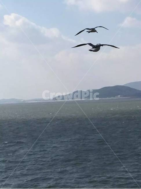 갈매기,바다,인천,인천바다,월미도,동물,animal,조류,새,birds