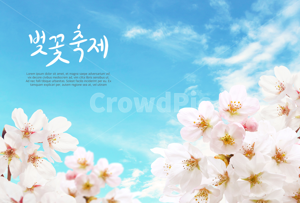 하늘,구름,벚꽃,봄,캘리,캘리그라피,손글씨,붓글씨,감성,봄,계절,spring,season,식물,자연,plants,nature,꽃,flower,축제,행사,festival,carnival,event,캘리그라피,손글씨,calligraphy
