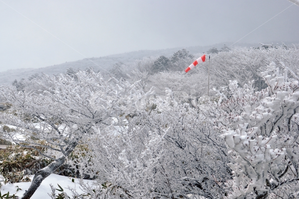 설원,겨울풍경,눈,겨울,능선,나무,눈꽃,snow,snowflake,풍향기,winddirection,winter,겨울,계절,winter,season,자연,풍경,nature,landscape,outdoors,옥외