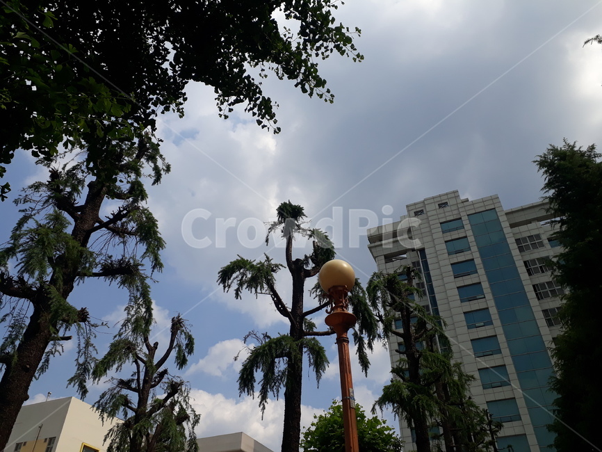 나무,구름,어두운,가로등,건물,tree,building,하늘,cloud,sky,dusky,gloomy,streetlight,streetlamp