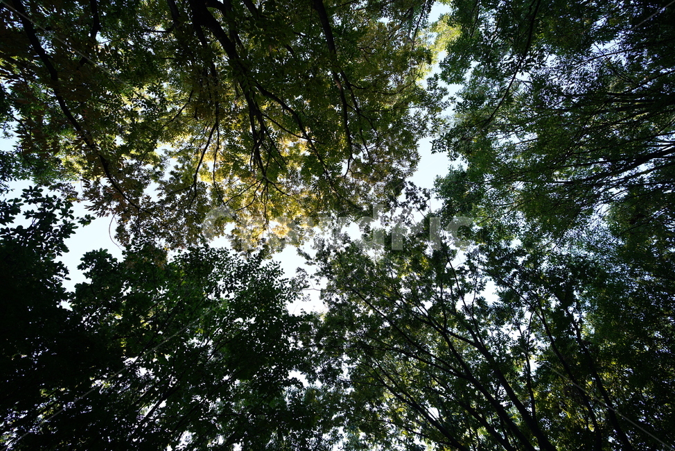 잎,초록,생물,생명,자연,green,초목,tree,나무,plant,식물,식물,자연,plants,nature