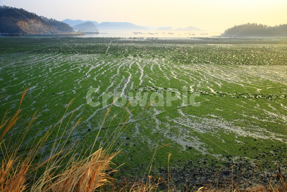 진도,바닷가,아침,파래,풍경,자연,풍경,nature,landscape,해변,바다,beach,sea,경치,outdoors,옥외,scenery,grass,잔디,plant,식물,vegetation,초목