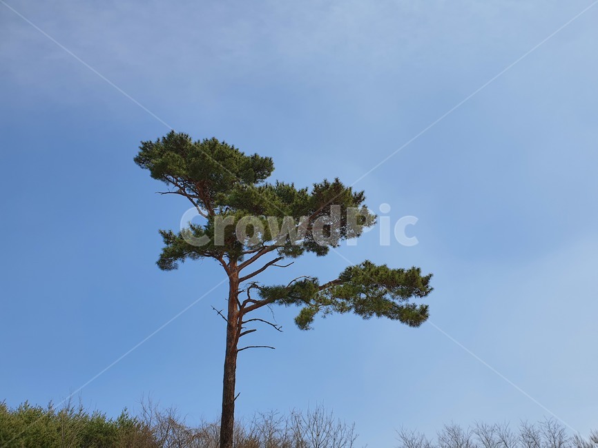 tree,나무,식물,plant,소나무