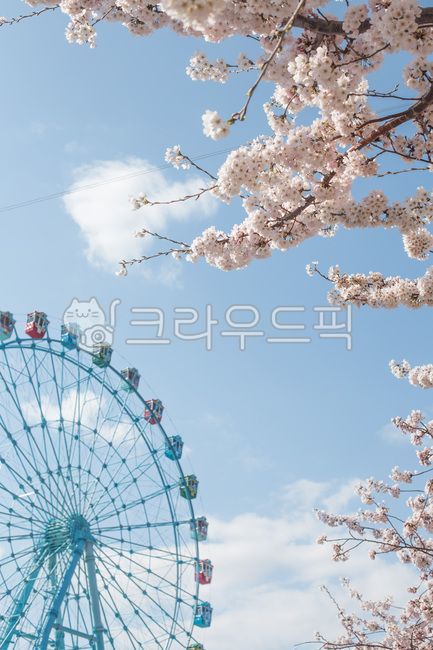 spring,spring flowers,Amusement park,sky,Cherry Blossom,ferris wheel,machine,Ferris wheel,Emotion,flower,Rides