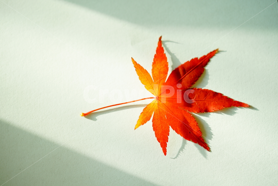 단풍,잎,단풍잎,가을잎,단풍잎사귀,잎사귀,가을단풍,가을,계절,fall,autumn,season,leaf,plant,식물,tree,나무