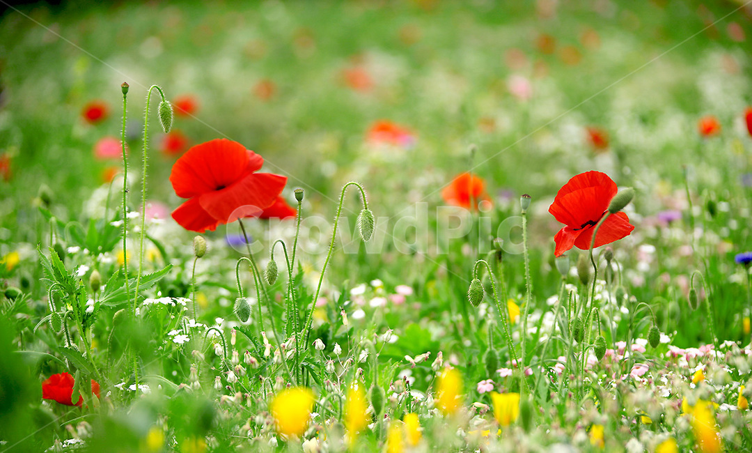 plant,식물,flower,꽃,양귀비꽃,식물,자연,plants,nature,꽃,flower