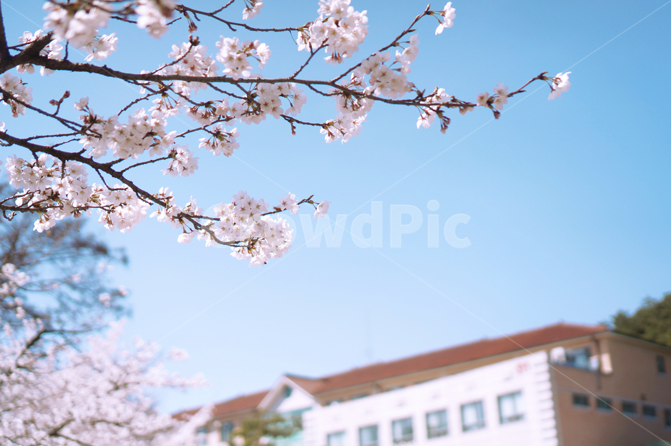 벗꽃,봄,벗꽃나무,벗꽃축제,캠퍼스,하늘,봄,계절,spring,season,자연,풍경,nature,landscape,plant,식물,blossom,꽃,flower