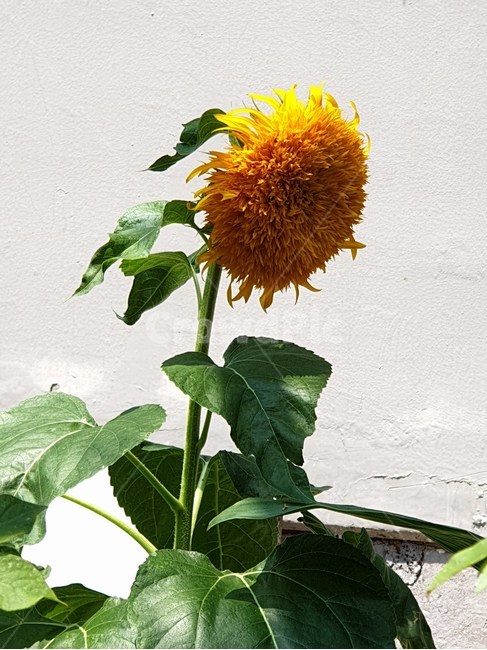 겹해바라기,만첩해바라기,테디베어해바라기,자이언트썬골드,해바라기꽃,식물,자연,plants,nature,꽃,flower