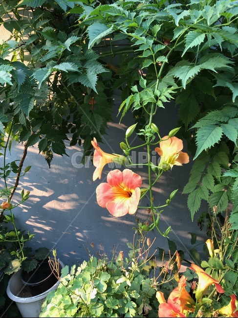 꽃,능소화,햇볕,감성,풀잎