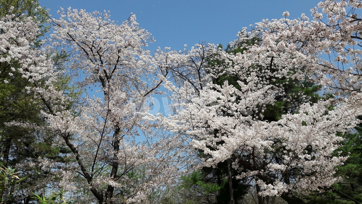 벚꽃,흰벚꽃,봄벚꽃,분홍벚꽃,봄