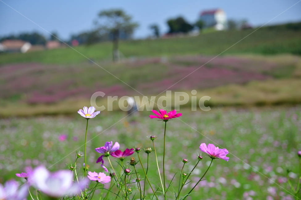 코스모스,꽃,가을,식물,자연,plant,flower,식물,자연,plants,nature,꽃,flower